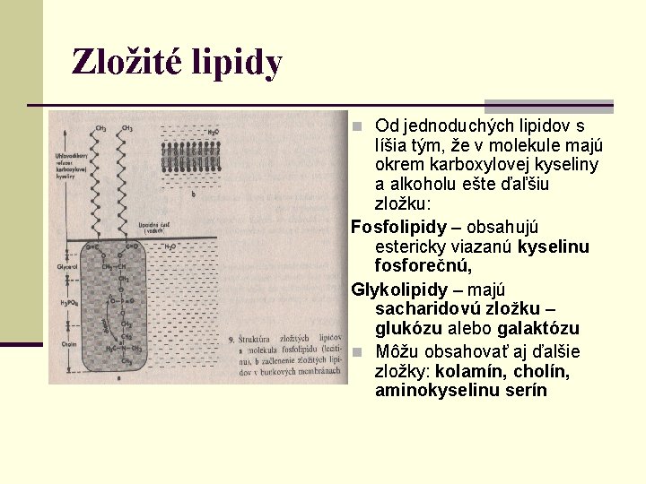 Zložité lipidy n Od jednoduchých lipidov s líšia tým, že v molekule majú okrem