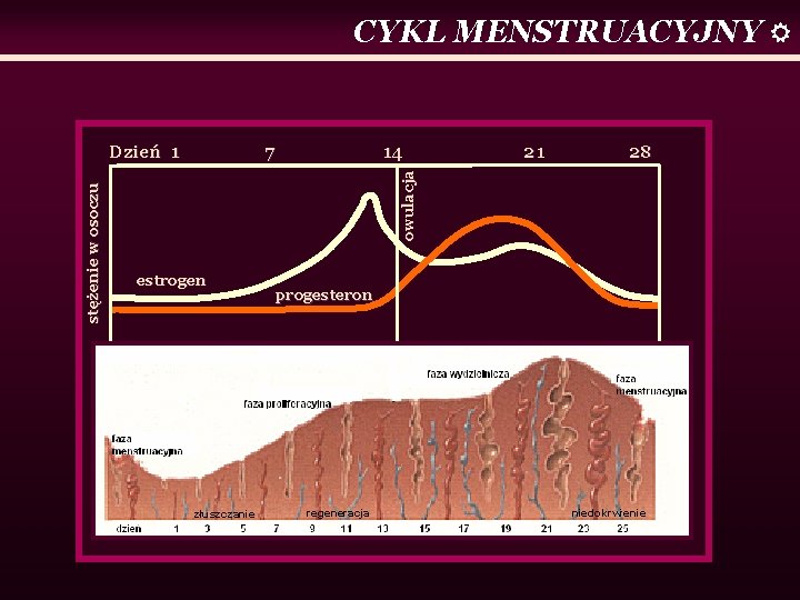 CYKL MENSTRUACYJNY 7 14 21 28 owulacja stężenie w osoczu Dzień 1 estrogen złuszczanie