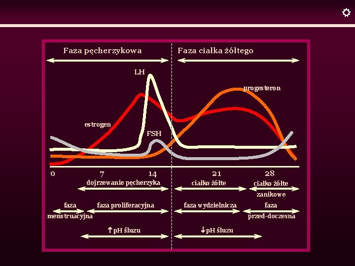  Faza pęcherzykowa Faza ciałka żółtego LH progesteron estrogen FSH 0 7 14 dojrzewanie