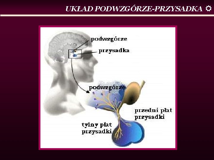 UKŁAD PODWZGÓRZE-PRZYSADKA 