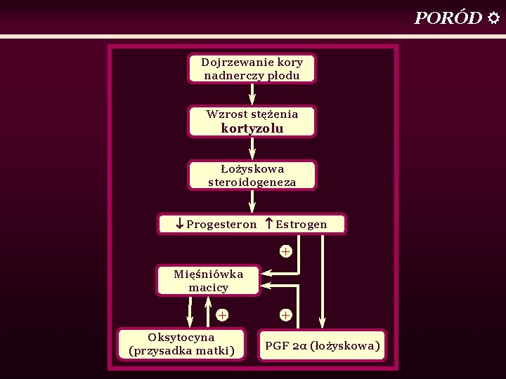 PORÓD Dojrzewanie kory nadnerczy płodu Wzrost stężenia kortyzolu Łożyskowa steroidogeneza Progesteron Estrogen + Mięśniówka