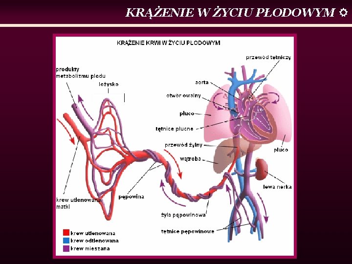 KRĄŻENIE W ŻYCIU PŁODOWYM 