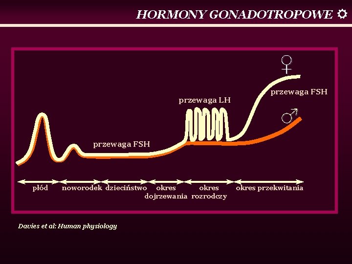 HORMONY GONADOTROPOWE ♀ przewaga LH przewaga FSH ♂ przewaga FSH płód noworodek dzieciństwo okres