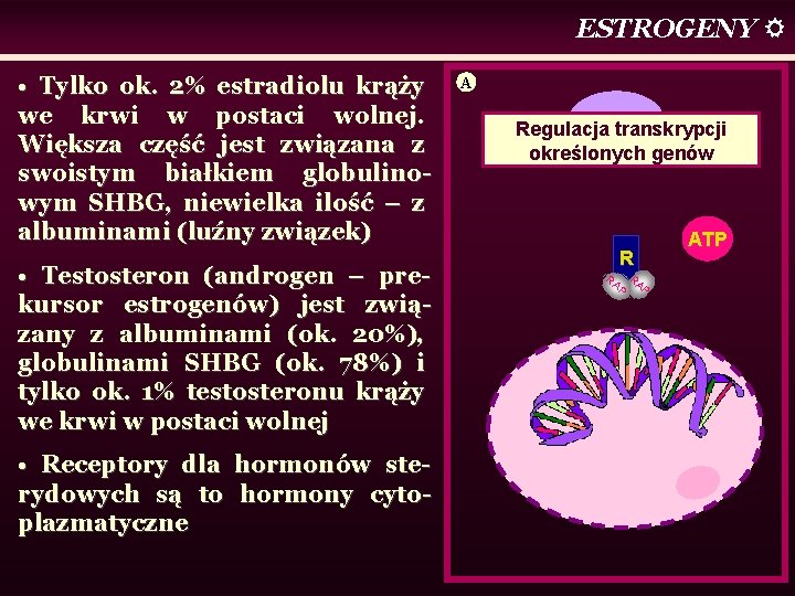 ESTROGENY • Tylko ok. 2% estradiolu krąży we krwi w postaci wolnej. Większa część