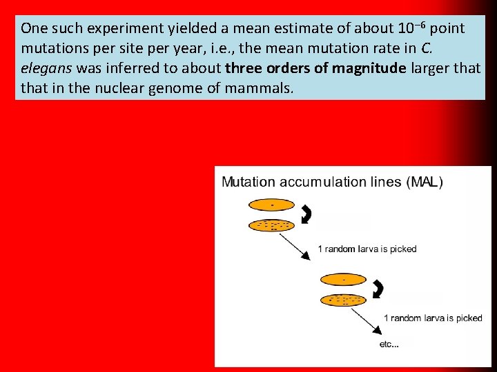 One such experiment yielded a mean estimate of about 10– 6 point mutations per