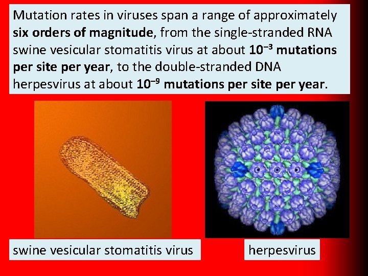 Mutation rates in viruses span a range of approximately six orders of magnitude, from