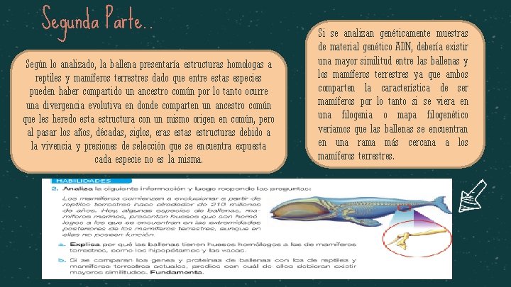 Segunda Parte. . Según lo analizado, la ballena presentaría estructuras homologas a reptiles y