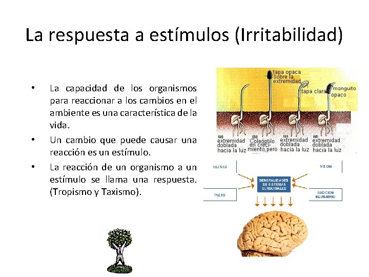 La respuesta a estmulos Irritabilidad La capacidad de