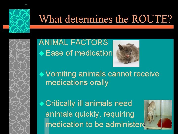 What determines the ROUTE? ANIMAL FACTORS u Ease of medication u Vomiting animals cannot