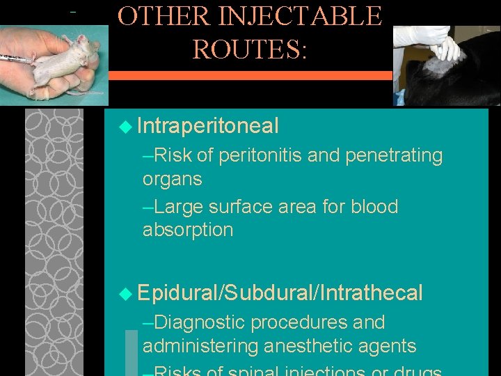 OTHER INJECTABLE ROUTES: u Intraperitoneal –Risk of peritonitis and penetrating organs –Large surface area