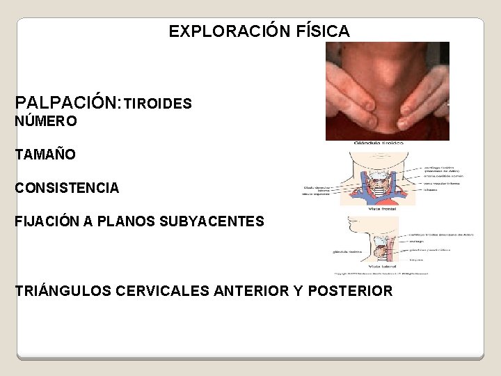 EXPLORACIÓN FÍSICA PALPACIÓN: TIROIDES NÚMERO TAMAÑO CONSISTENCIA FIJACIÓN A PLANOS SUBYACENTES TRIÁNGULOS CERVICALES ANTERIOR