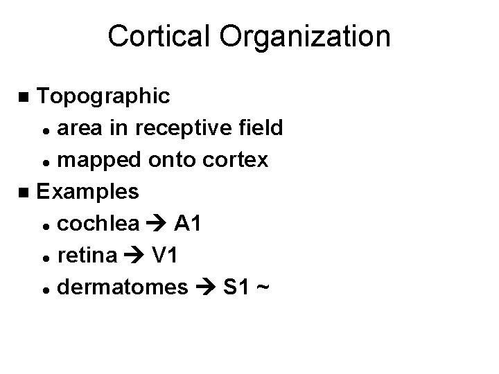 Cortical Organization Topographic l area in receptive field l mapped onto cortex n Examples