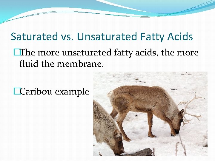 Saturated vs. Unsaturated Fatty Acids �The more unsaturated fatty acids, the more fluid the