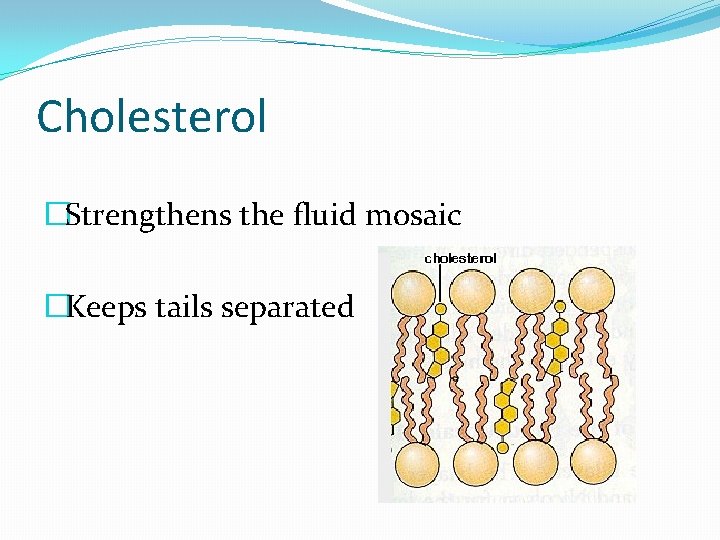 Cholesterol �Strengthens the fluid mosaic �Keeps tails separated 