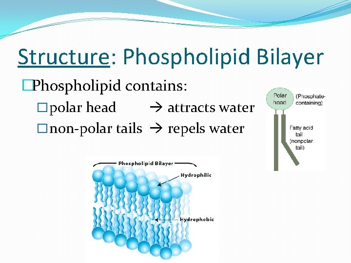 Structure: Phospholipid Bilayer �Phospholipid contains: � polar head attracts water � non-polar tails repels