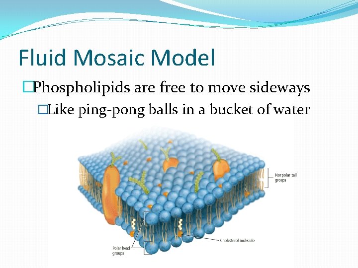 Fluid Mosaic Model �Phospholipids are free to move sideways �Like ping-pong balls in a