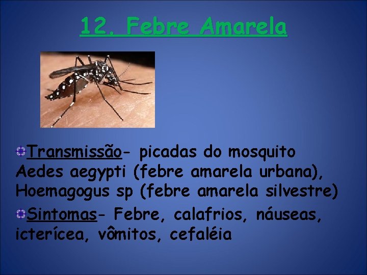 12. Febre Amarela Transmissão- picadas do mosquito Aedes aegypti (febre amarela urbana), Hoemagogus sp