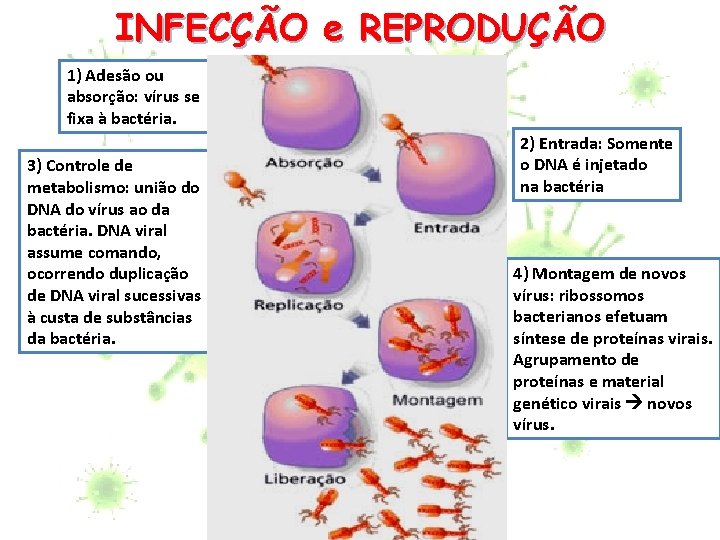 INFECÇÃO e REPRODUÇÃO 1) Adesão ou absorção: vírus se fixa à bactéria. 3) Controle INFECÇÃO e REPRODUÇÃO 1) Adesão ou absorção: vírus se fixa à bactéria. 3) Controle