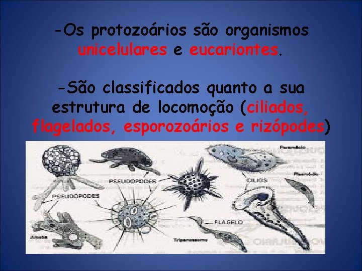 -Os protozoários são organismos unicelulares e eucariontes. -São classificados quanto a sua estrutura de