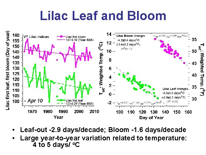 Lilac Leaf and Bloom - Apr 10 • Leaf-out -2. 9 days/decade; Bloom -1.