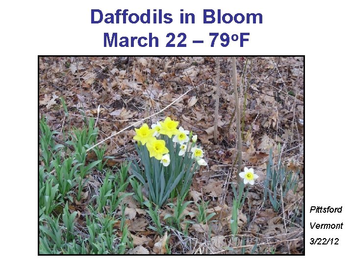 Daffodils in Bloom March 22 – 79 o. F Pittsford Vermont 3/22/12 