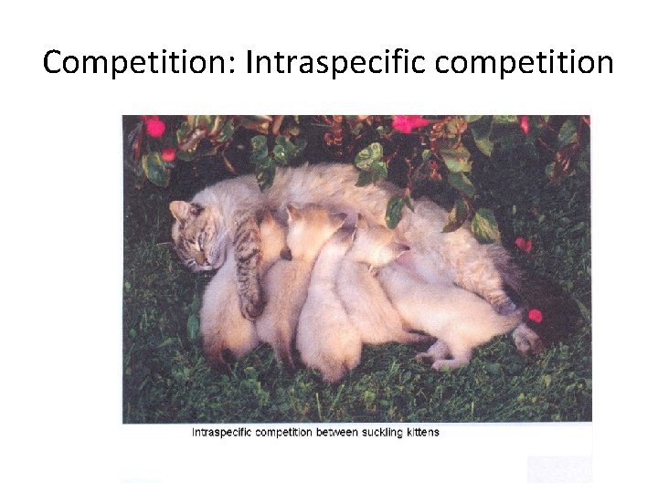 Competition: Intraspecific competition 