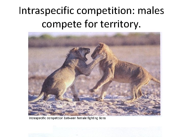 Intraspecific competition: males compete for territory. 