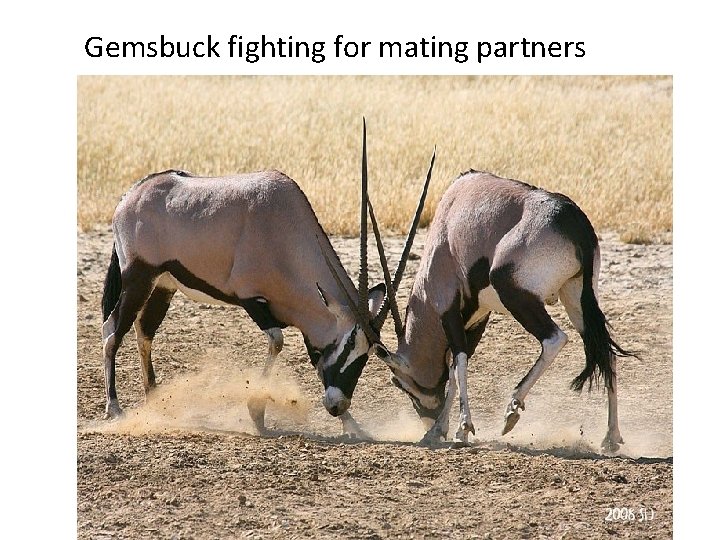 Gemsbuck fighting for mating partners 