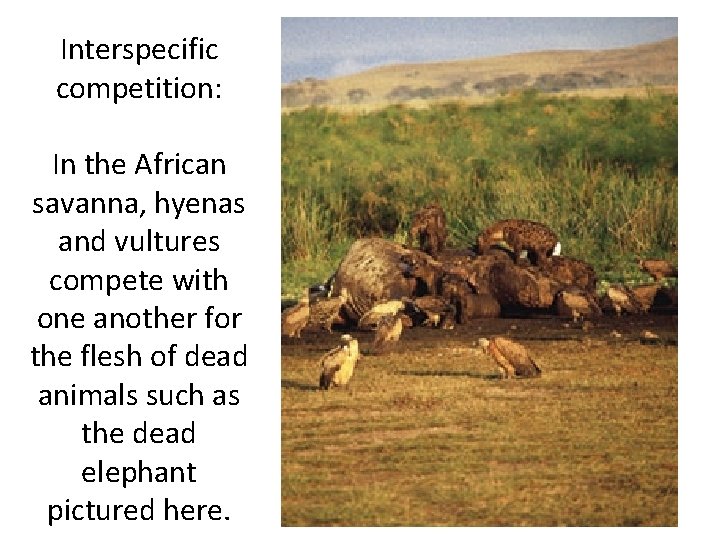 Interspecific competition: In the African savanna, hyenas and vultures compete with one another for