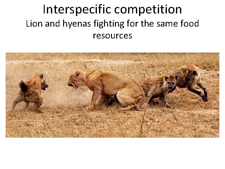 Interspecific competition Lion and hyenas fighting for the same food resources 