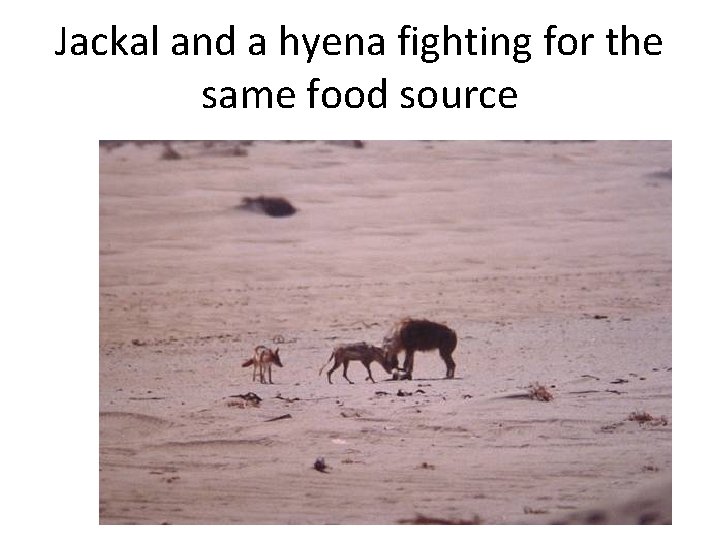 Jackal and a hyena fighting for the same food source 