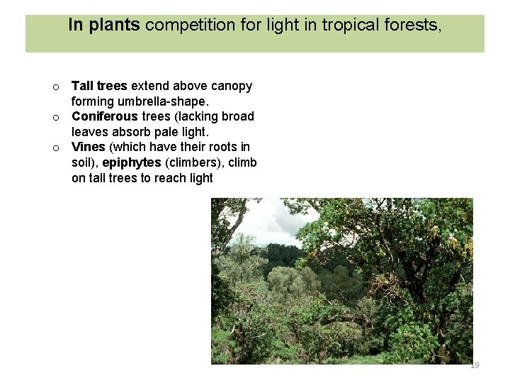 In plants competition for light in tropical forests, o Tall trees extend above canopy