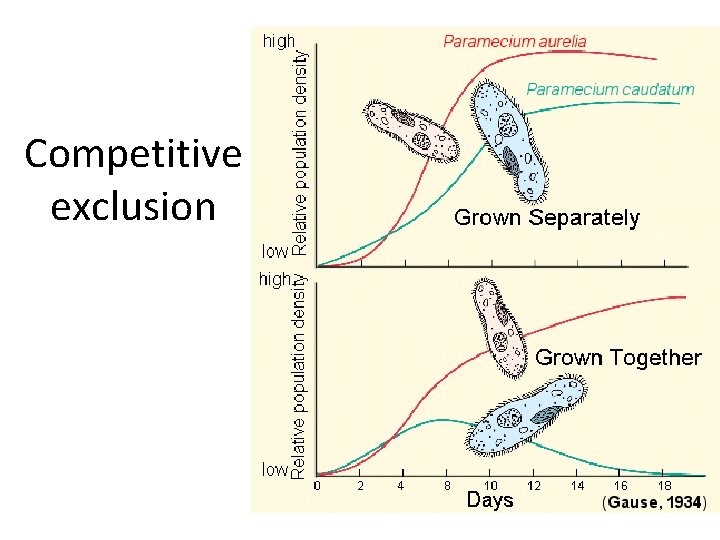 Competitive exclusion 