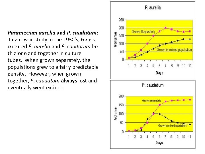 Paramecium aurelia and P. caudatum: In a classic study in the 1930’s, Gauss cultured