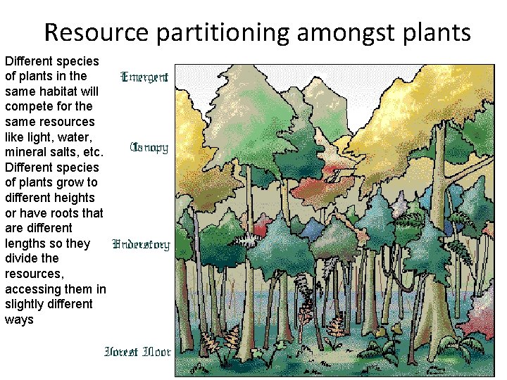Resource partitioning amongst plants Different species of plants in the same habitat will compete
