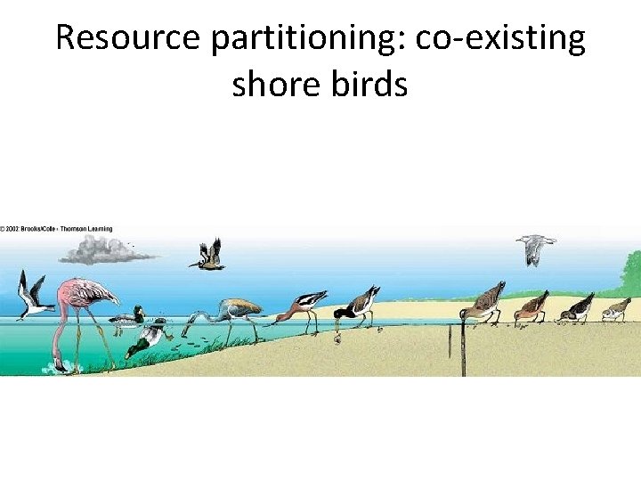 Resource partitioning: co-existing shore birds 