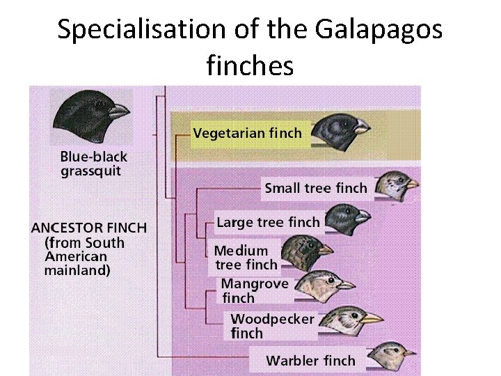 Specialisation of the Galapagos finches 