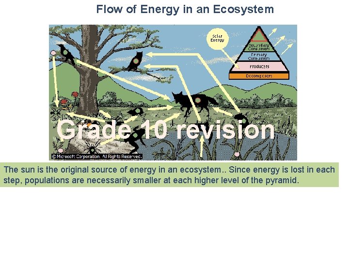 Flow of Energy in an Ecosystem Grade 10 revision The sun is the original