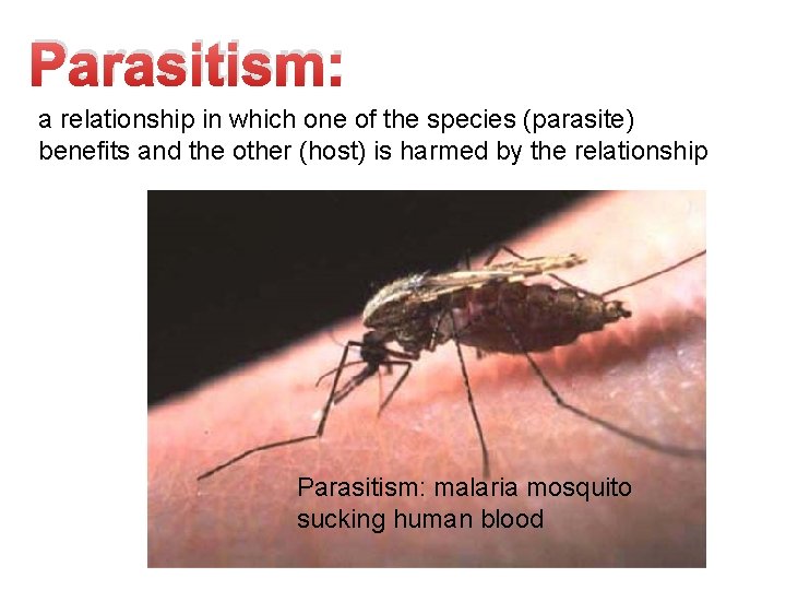 Parasitism: a relationship in which one of the species (parasite) benefits and the other