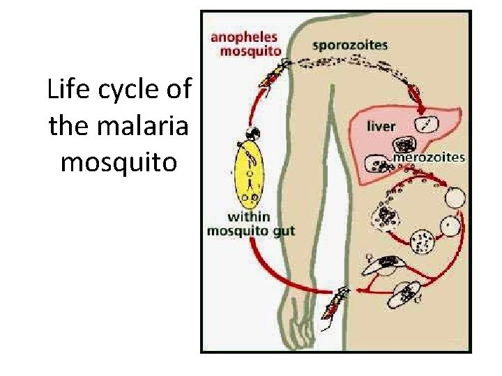Life cycle of the malaria mosquito 
