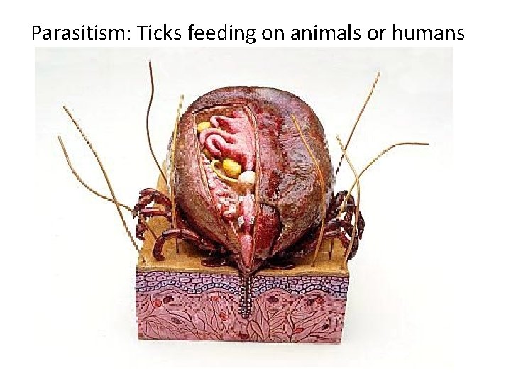 Parasitism: Ticks feeding on animals or humans 