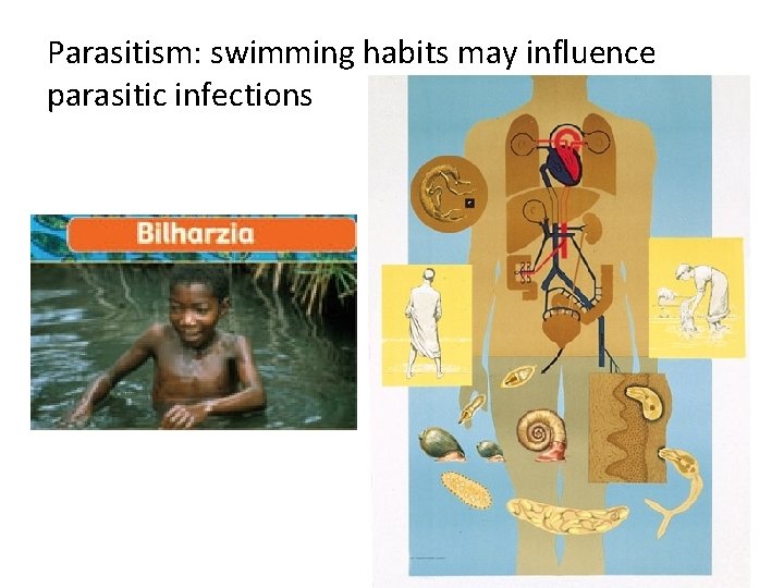 Parasitism: swimming habits may influence parasitic infections 