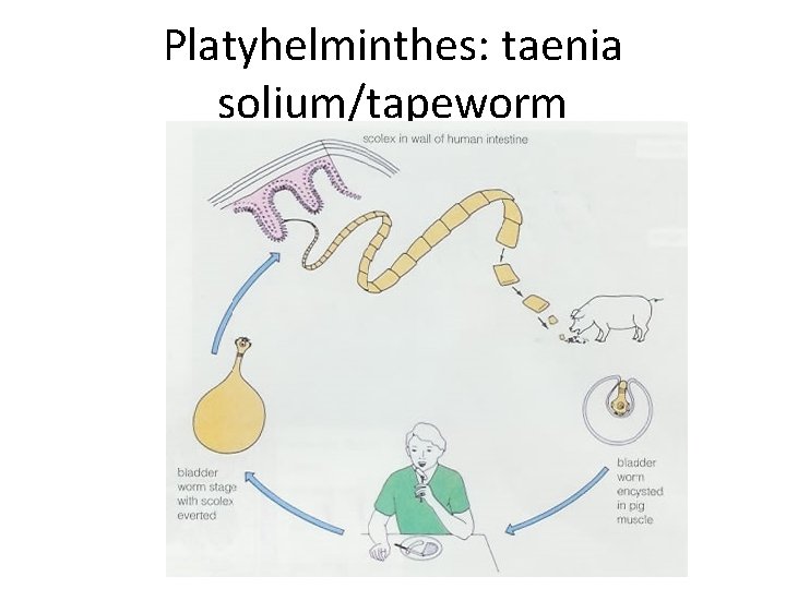 Platyhelminthes: taenia solium/tapeworm 
