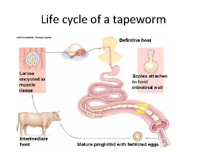 Life cycle of a tapeworm 
