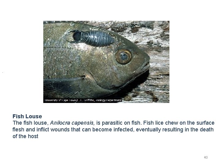 . Fish Louse The fish louse, Anilocra capensis, is parasitic on fish. Fish lice