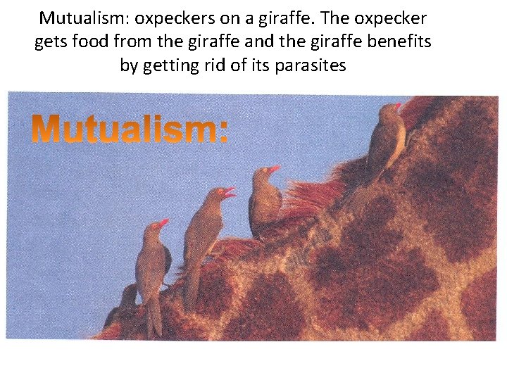 Mutualism: oxpeckers on a giraffe. The oxpecker gets food from the giraffe and the