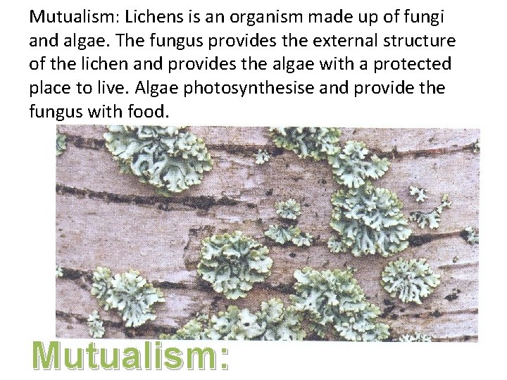 Mutualism: Lichens is an organism made up of fungi and algae. The fungus provides