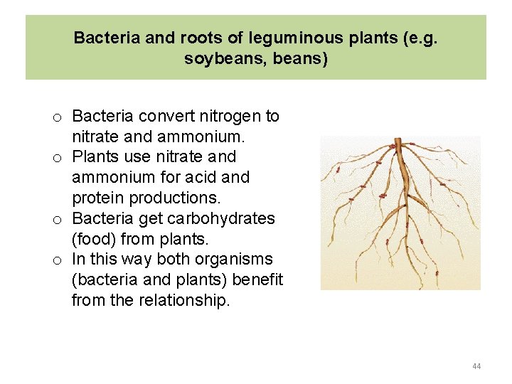 Bacteria and roots of leguminous plants (e. g. soybeans, beans) o Bacteria convert nitrogen