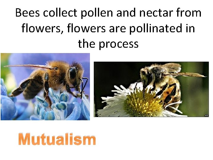 Bees collect pollen and nectar from flowers, flowers are pollinated in the process Mutualism