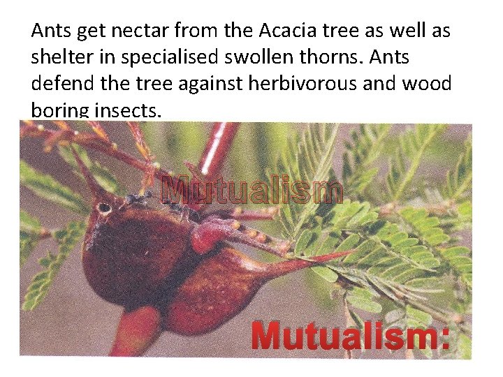 Ants get nectar from the Acacia tree as well as shelter in specialised swollen